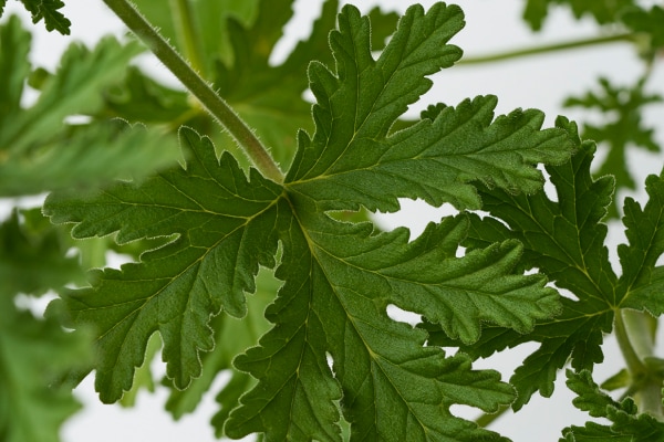 THREE エッセンシャルセンツ ハンド&ボディケア THREEオリジナル ゼラニウム精油