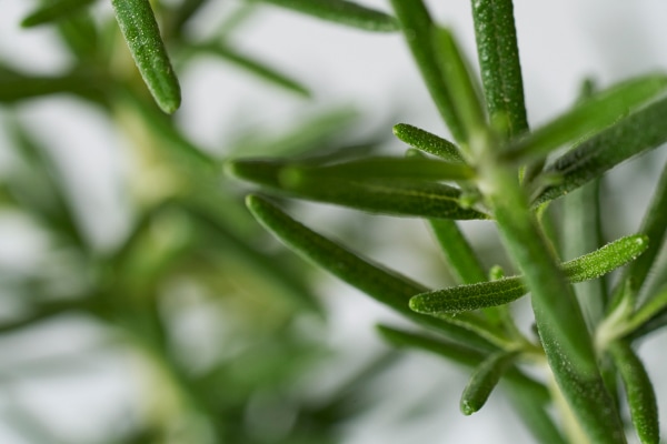 THREE エッセンシャルセンツ ハンド&ボディケア THREEオリジナル ローズマリー精油