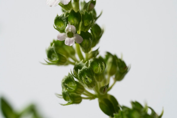 THREE エッセンシャルセンツ ハンド&ボディケア THREEオリジナル コモンタイム精油