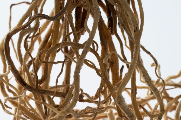 THREE エッセンシャルセンツ ハンド&ボディケア ブッチャーブルーム根エキス